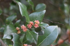 Lindera akoensis
