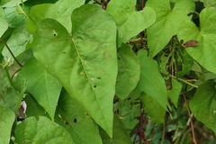 Ipomoea tiliacea