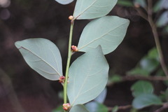 Lindera akoensis
