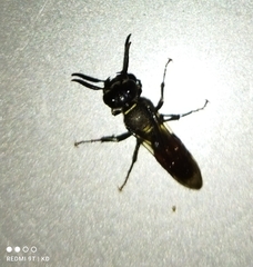 Philanthus loeflingi