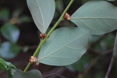 Lindera akoensis