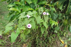 Ipomoea tiliacea