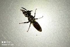 Philanthus loeflingi