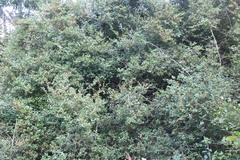 Lindera akoensis
