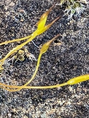 Tortula muralis