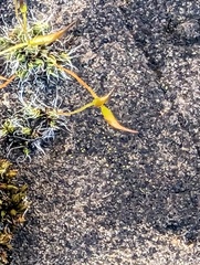 Tortula muralis