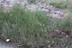 Cyperus malaccensis