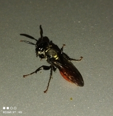 Philanthus loeflingi