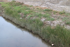 Cyperus malaccensis