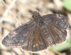 Erynnis zarucco