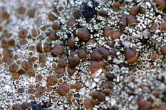 Lecanora campestris