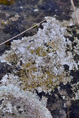 Lecanora campestris