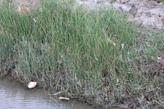 Cyperus malaccensis