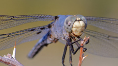Libellula comanche