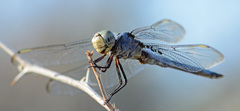 Libellula comanche