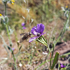 Mycteromyia conica