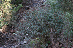 Anthyllis hermanniae