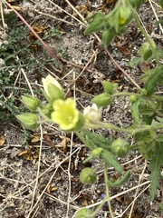 Emmenanthe penduliflora