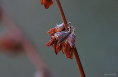 Anthyllis hermanniae