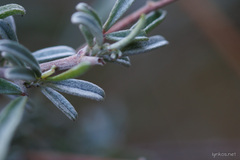 Anthyllis hermanniae