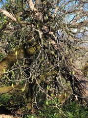 Aesculus californica