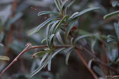 Anthyllis hermanniae