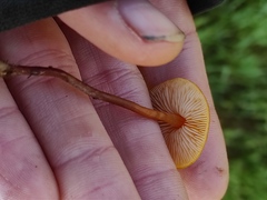 Macrocystidia cucumis latifolia