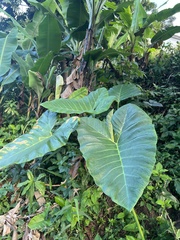 Xanthosoma sagittifolium