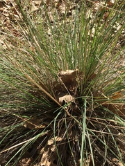 Festuca californica