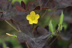 Oxalis stricta rufa