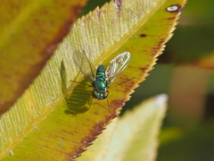 Condylostylus armipes