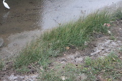 Cyperus malaccensis