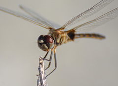 Macrodiplax balteata