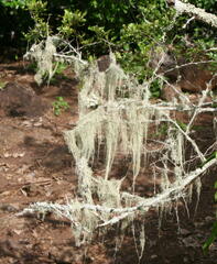 Alectoria sarmentosa