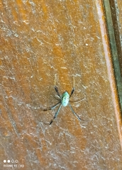 Trichonephila senegalensis