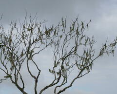 Alectoria sarmentosa