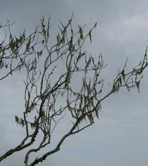 Alectoria sarmentosa