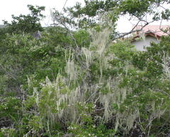 Alectoria sarmentosa