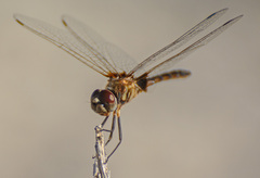 Macrodiplax balteata