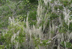 Alectoria sarmentosa