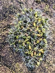 Grimmia pulvinata