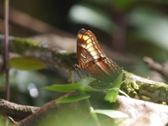 Adelpha tracta