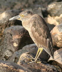 Nyctanassa violacea pauper