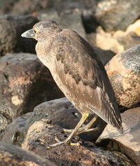 Nyctanassa violacea pauper