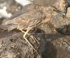 Nyctanassa violacea pauper
