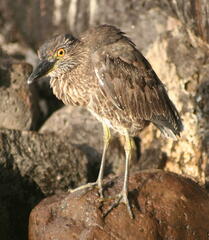 Nyctanassa violacea pauper