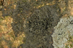 Lecidella