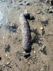 Holothuria atra