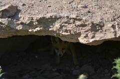 Vulpes vulpes barbara