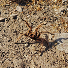 Grammostola rosea